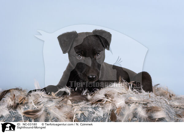 Whippet-Mischling / Sighthound-Mongrel / NC-03180