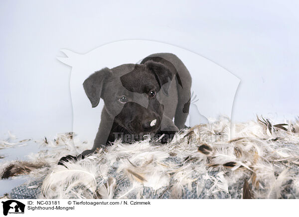 Whippet-Mischling / Sighthound-Mongrel / NC-03181