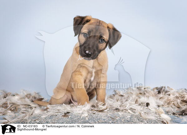 Whippet-Mischling / Sighthound-Mongrel / NC-03183