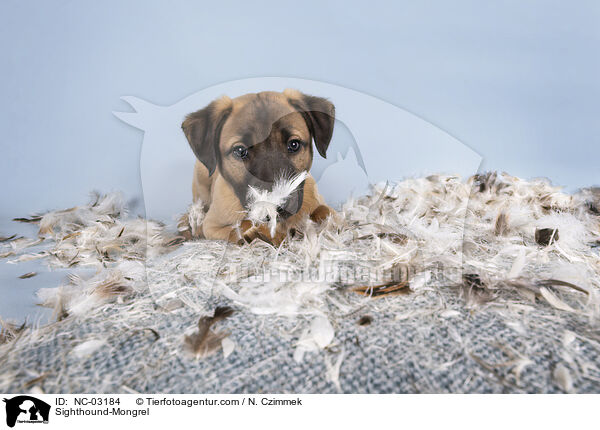 Whippet-Mischling / Sighthound-Mongrel / NC-03184