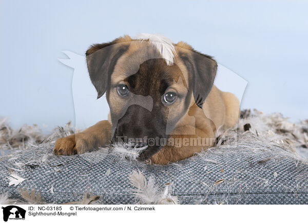 Whippet-Mischling / Sighthound-Mongrel / NC-03185