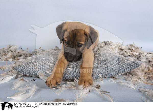 Whippet-Mischling / Sighthound-Mongrel / NC-03187