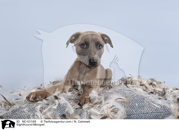 Whippet-Mischling / Sighthound-Mongrel / NC-03189