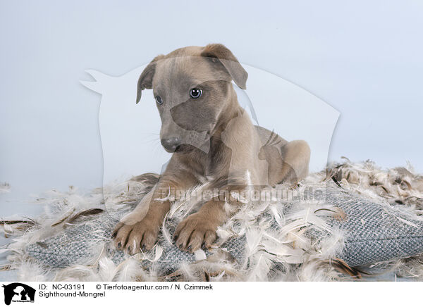 Sighthound-Mongrel / NC-03191