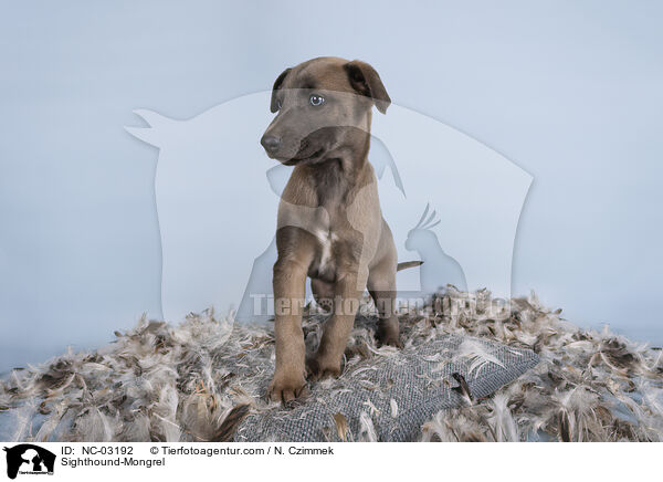 Sighthound-Mongrel / NC-03192