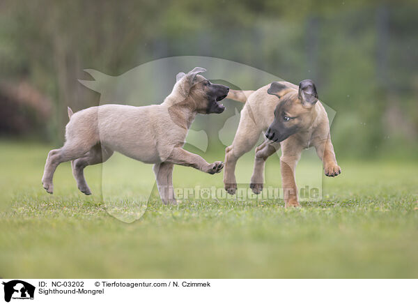 Sighthound-Mongrel / NC-03202