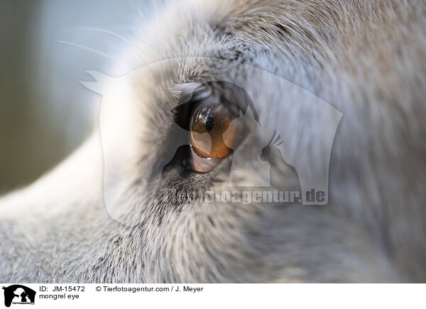 Mischling Auge / mongrel eye / JM-15472