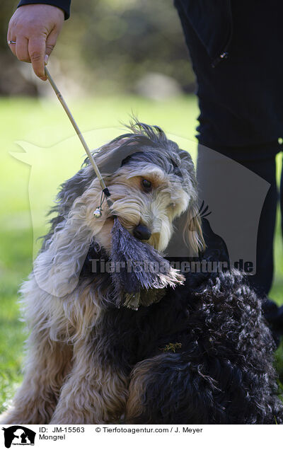 Mischling / Mongrel / JM-15563