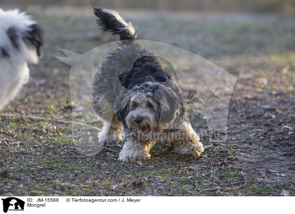 Mongrel / JM-15568