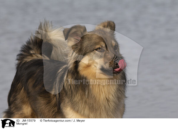 Mongrel / JM-15579