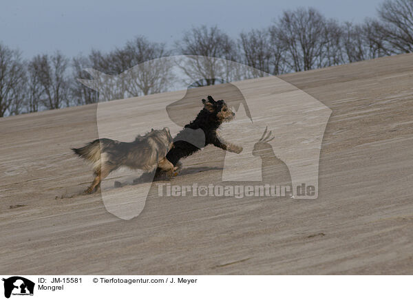 Mischling / Mongrel / JM-15581
