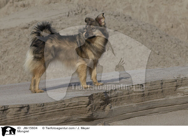 Mischling / Mongrel / JM-15604