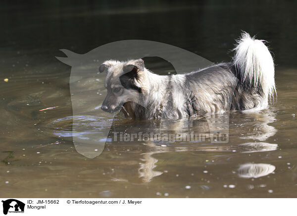 Mischling / Mongrel / JM-15662