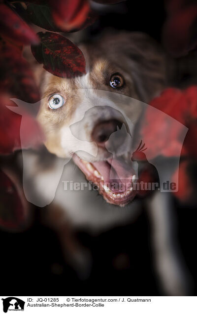 Australian-Shepherd-Border-Collie / Australian-Shepherd-Border-Collie / JQ-01285