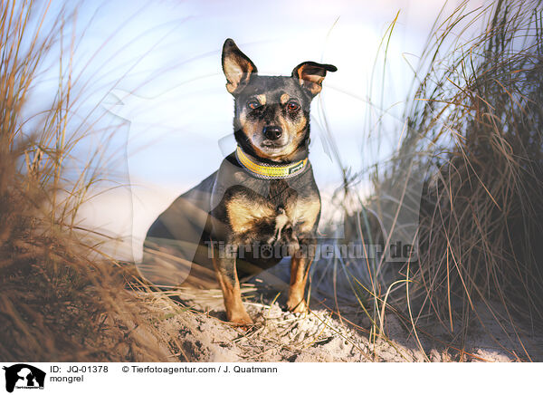 Mischling / mongrel / JQ-01378