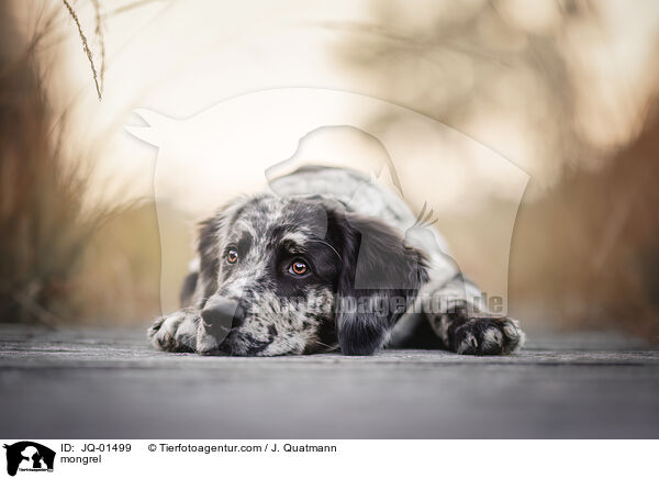 Mischling / mongrel / JQ-01499