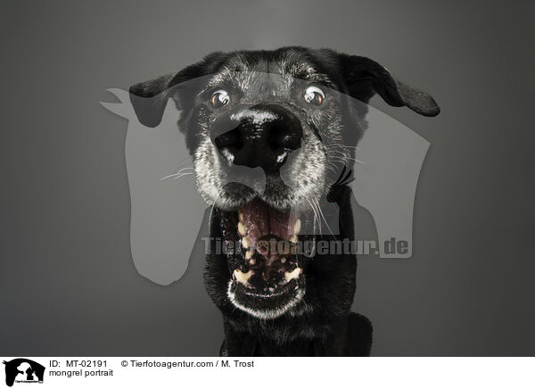 mongrel portrait / MT-02191