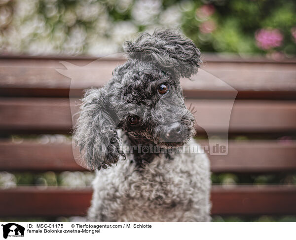 Bolonka-zwetna-Mischling Hndin / female Bolonka-zwetna-Mongrel / MSC-01175
