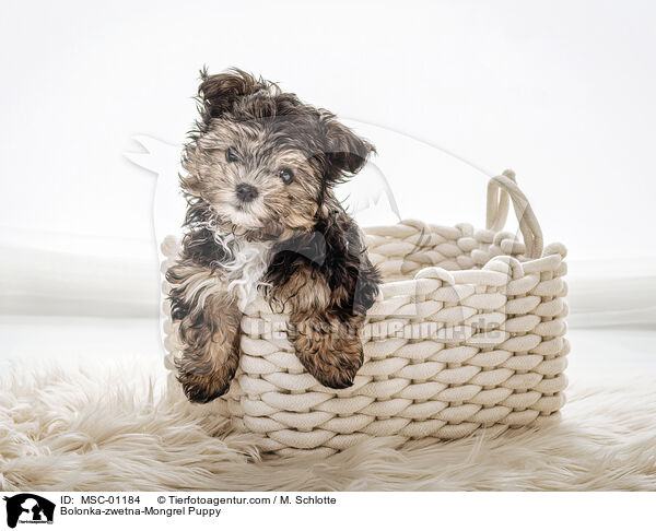 Bolonka-zwetna-Mischling Welpe / Bolonka-zwetna-Mongrel Puppy / MSC-01184