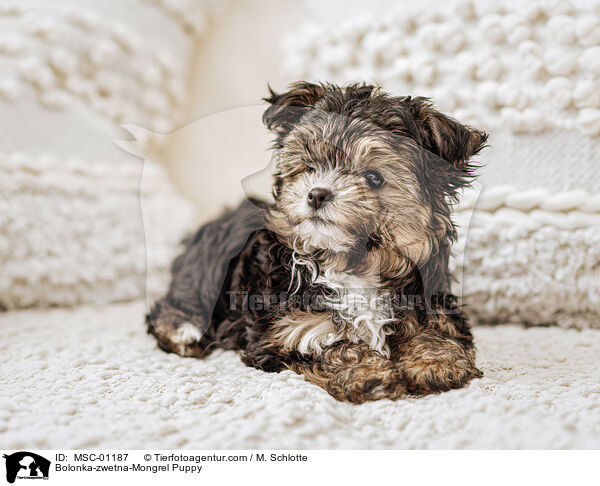 Bolonka-zwetna-Mongrel Puppy / MSC-01187
