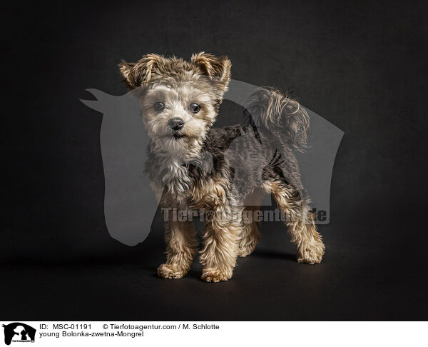 Bolonka-zwetna-Mischling Junghund / young Bolonka-zwetna-Mongrel / MSC-01191