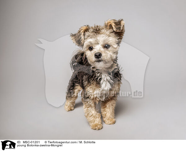 Bolonka-zwetna-Mischling Junghund / young Bolonka-zwetna-Mongrel / MSC-01201