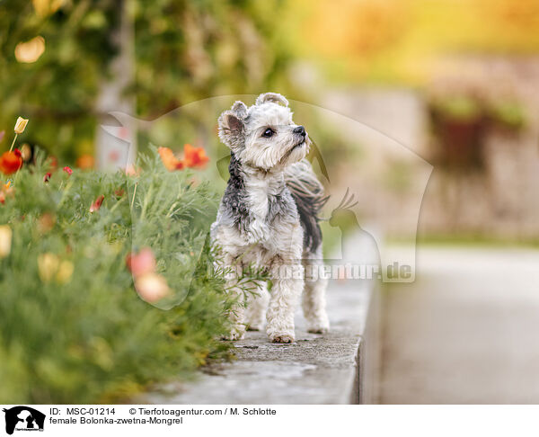 Bolonka-zwetna-Mischling Hndin / female Bolonka-zwetna-Mongrel / MSC-01214