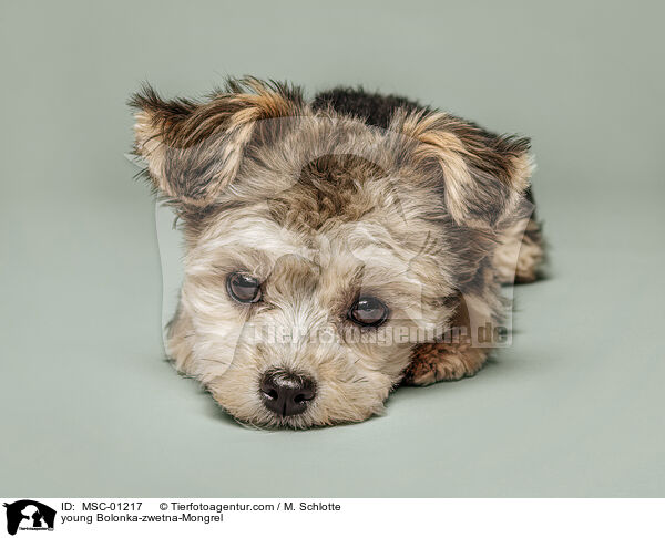 Bolonka-zwetna-Mischling Junghund / young Bolonka-zwetna-Mongrel / MSC-01217