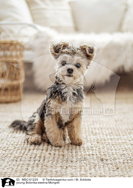 Bolonka-zwetna-Mischling Junghund / young Bolonka-zwetna-Mongrel / MSC-01225
