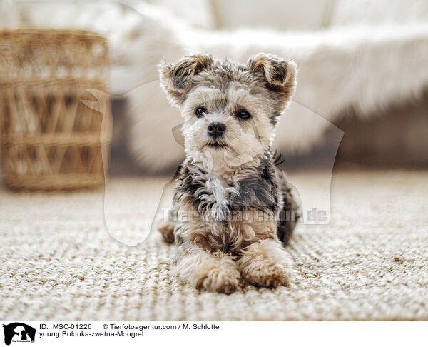 Bolonka-zwetna-Mischling Junghund / young Bolonka-zwetna-Mongrel / MSC-01226