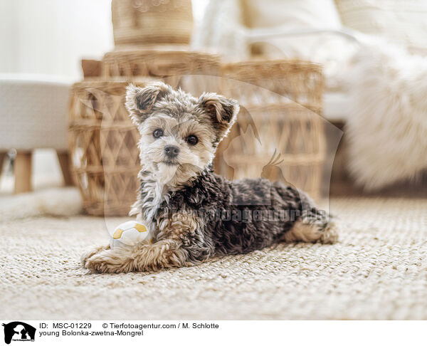 Bolonka-zwetna-Mischling Junghund / young Bolonka-zwetna-Mongrel / MSC-01229