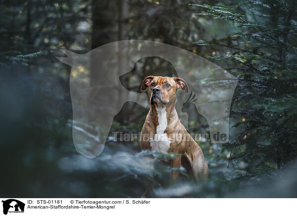 American-Staffordshire-Terrier-Mischling / American-Staffordshire-Terrier-Mongrel / STS-01181
