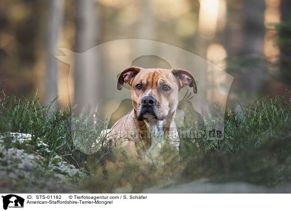 American-Staffordshire-Terrier-Mischling / American-Staffordshire-Terrier-Mongrel / STS-01182