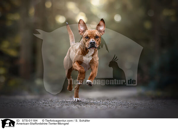 American-Staffordshire-Terrier-Mischling / American-Staffordshire-Terrier-Mongrel / STS-01184