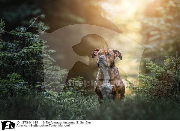 American-Staffordshire-Terrier-Mischling / American-Staffordshire-Terrier-Mongrel / STS-01185