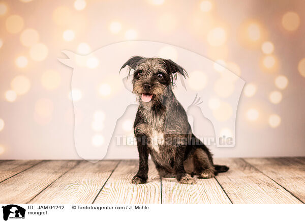 Mischling / mongrel / JAM-04242
