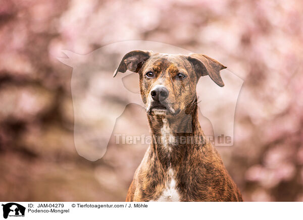 Podenco-Mischling / Podenco-Mongrel / JAM-04279
