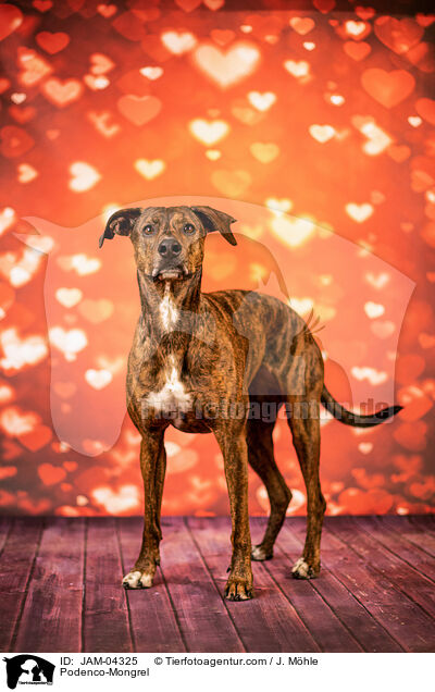 Podenco-Mischling / Podenco-Mongrel / JAM-04325