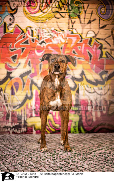 Podenco-Mischling / Podenco-Mongrel / JAM-04345