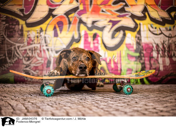 Podenco-Mischling / Podenco-Mongrel / JAM-04376