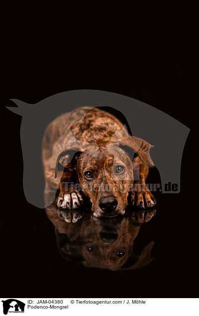 Podenco-Mischling / Podenco-Mongrel / JAM-04380