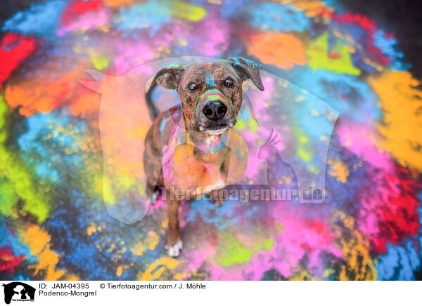 Podenco-Mischling / Podenco-Mongrel / JAM-04395