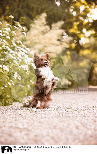 Spitz-Mischling / Spitz-Mongrel / JAM-04508