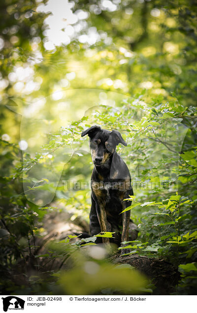 Mischling / mongrel / JEB-02498