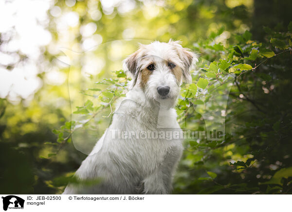 Mischling / mongrel / JEB-02500