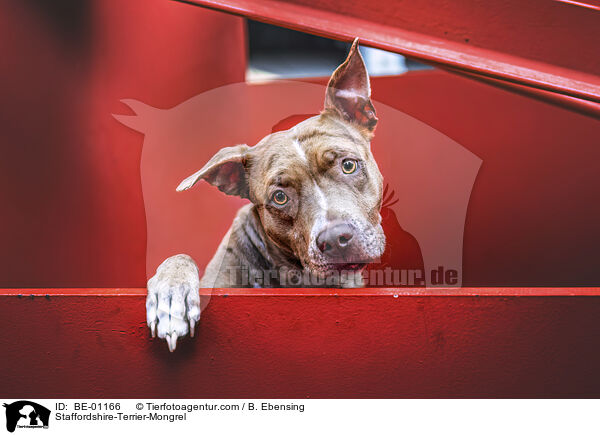 Staffordshire-Terrier-Mischling / Staffordshire-Terrier-Mongrel / BE-01166