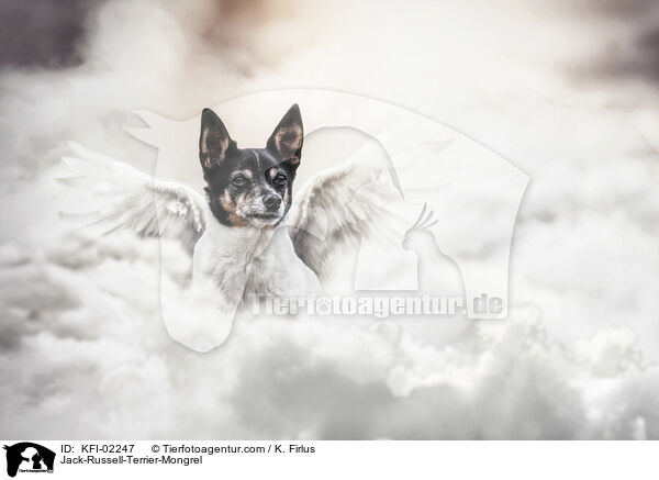 Jack-Russell-Terrier-Mischling / Jack-Russell-Terrier-Mongrel / KFI-02247
