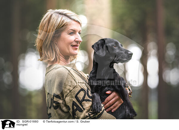 Mischling / mongrel / SGR-01660