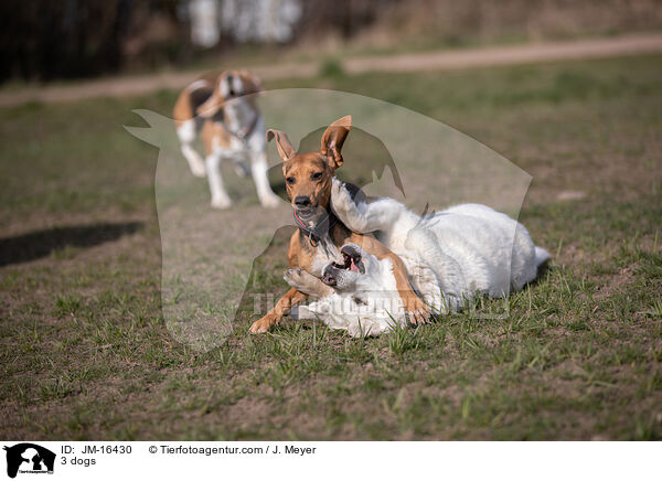 3 dogs / JM-16430