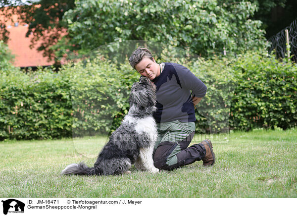 Schafpudel-Mischling / GermanSheeppoodle-Mongrel / JM-16471